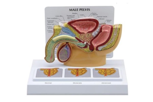 miednica męska z ramą prostaty 3d- 3b smart anatomy- 1019563 3b scientific modele anatomiczne 2